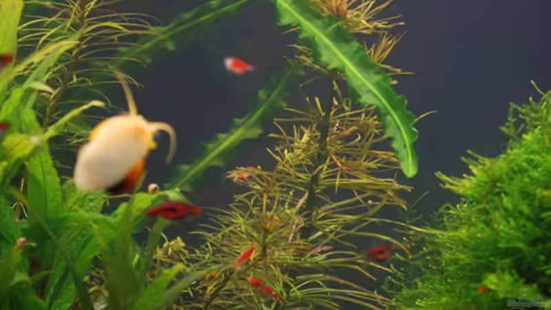 Impressionen von Chili (12)