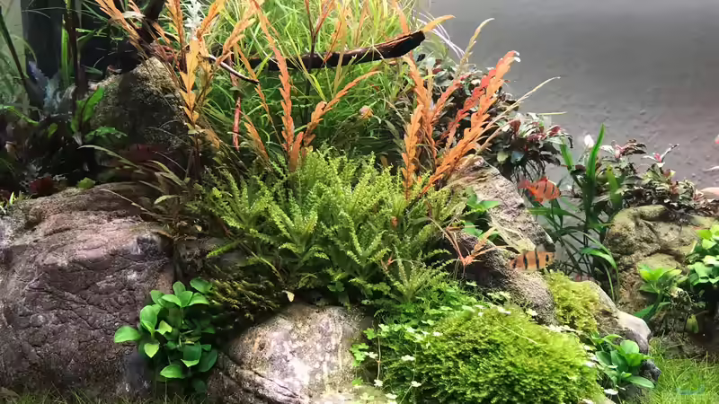 Impressionen von Der Nicky (27)