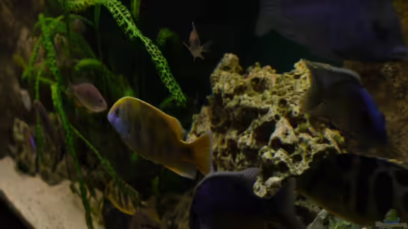 Impressionen von Volker Alms (15)