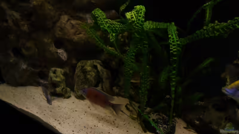 Impressionen von Volker Alms (20)