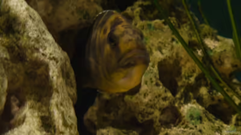 Impressionen von Volker Alms (21)