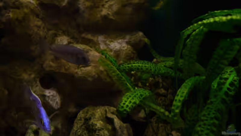 Impressionen von Volker Alms (24)