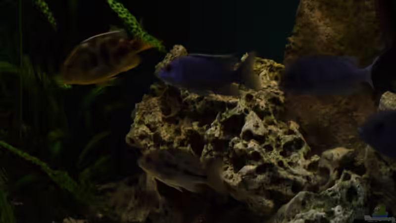 Impressionen von Volker Alms (31)