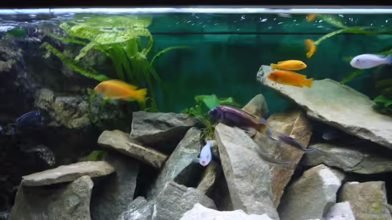 Impressionen von Volker Alms (4)