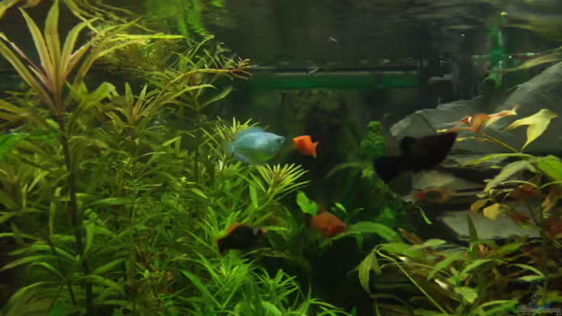 Impressum1 von Kai Holdinghausen (8)