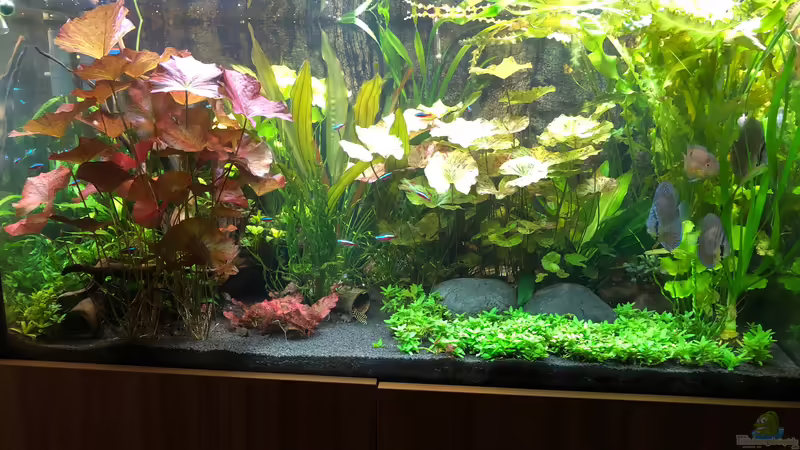 In 2019 von Holsch805 (4)