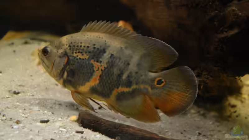 In allen Wasserregionen auf der Suche nach was zum Futtern, Astronotus sp. ´Bahia Red Tail´. von GGuardiaNN (92)