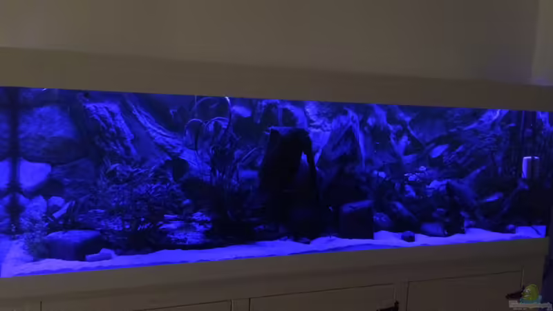 in blau von Captain Gü (15)