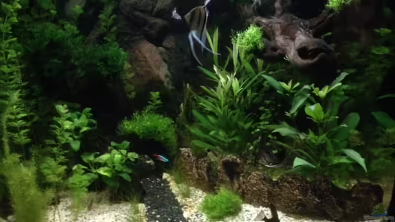 In den Morgenstunden (hier mit LED) von Tarmina (4)