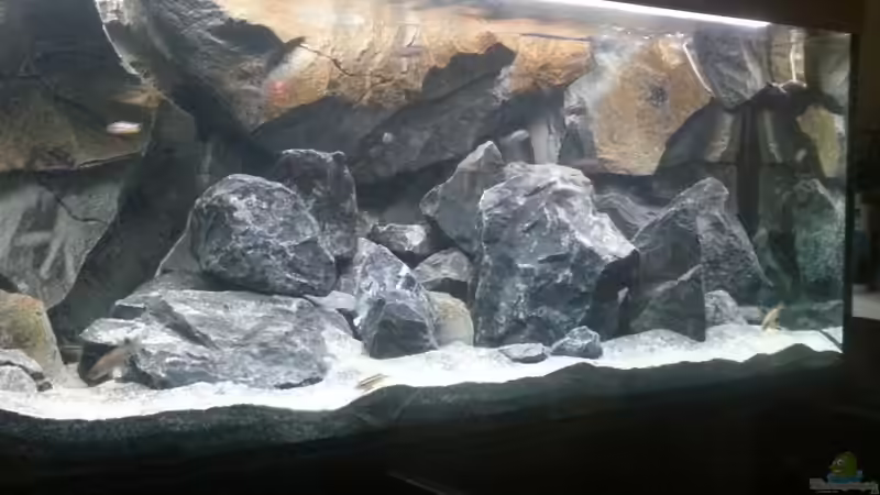 In den oberen Etagen hat sich erster Aufwuchs gebildet; schöner farblicher Kontrast von tripledad (14)