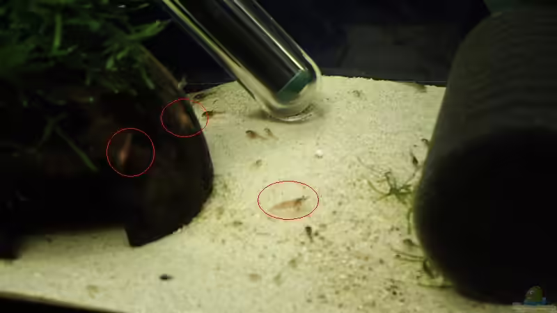 in den roten Kreisen, wieder kleine Garnelen... von Torsten Bullmahn (20)