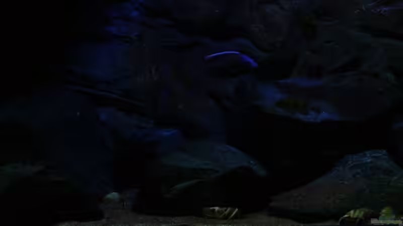 in der Abenddämmerung von Michael Reiz (2)