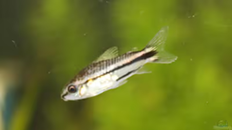 In der Detailaufnahme von Garnelenmami (17)