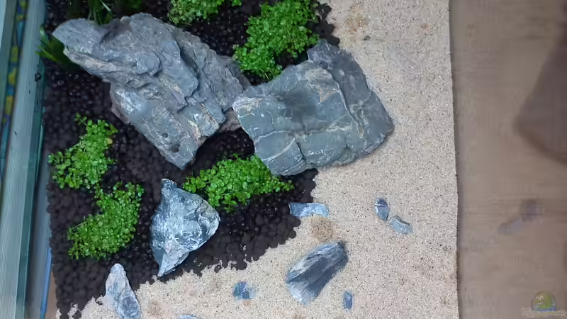 In der Ecke Blyxa japonica - vor den Steinen Hemianthus ´Cuba´ von Wirlo (2)