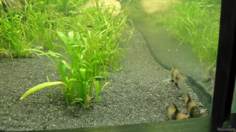 In der Lieblingsecke von Fischkopp83 (33)