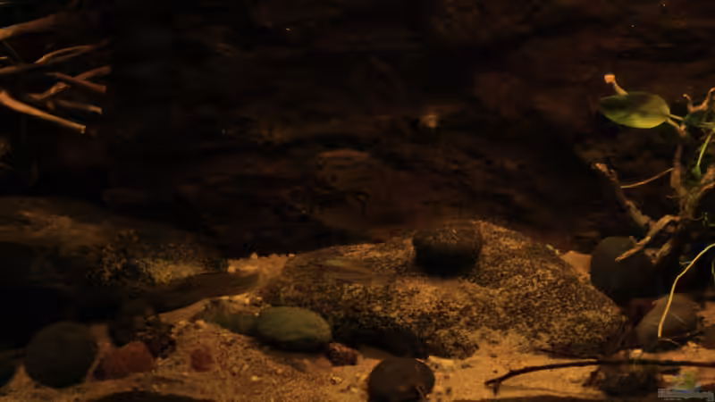 In der Mitte, Module die innen hohl sind dienen als Verstecke von Florian Bandhauer (30)