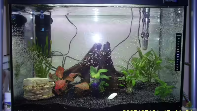 In der Mitte die beiden wurzel aneinander gestellt von Cathrin Krause (15)