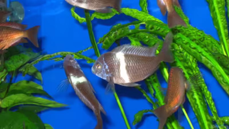 in der mitte Duboisi Chef von Gordon Gewiese (11)