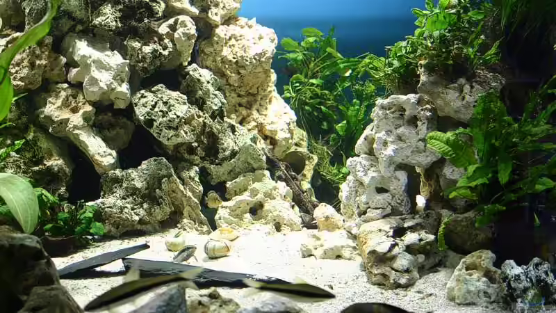 In der Mitte einige Schieferplatten und  Schneckenhäuser. von Ingo (17)