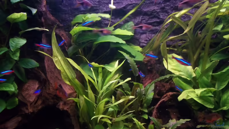 in der Mitte sieht man die Hygrophila corymbosa ´siamensis´ von Niko P. (16)