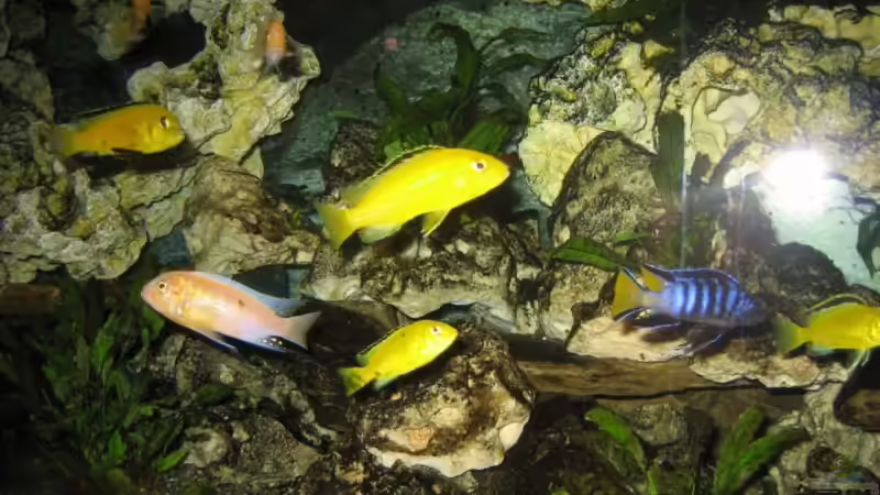 in der Nacht 1 von malawigome (9)