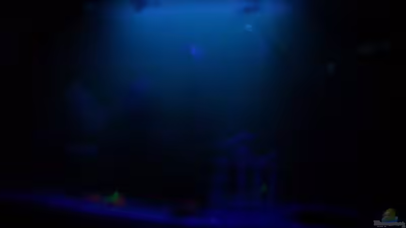 In der Nacht mit Mondlicht von David Will (3)