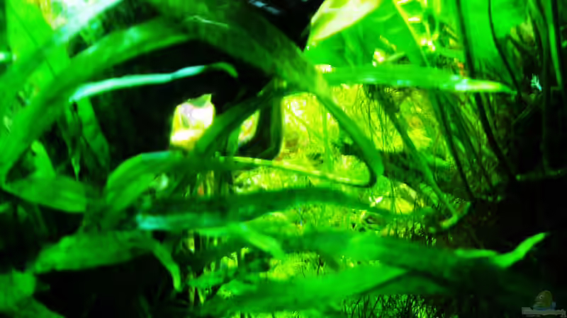 In der Problemecke keine Blaualgen mehr 21.07.2018 von Reiner Dr. Med. Jesse (33)