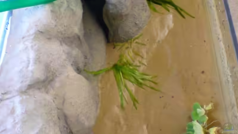 In die Pflanzmulden der betonierten Bodenscheibe kam der Reihe nach: Sand, Wasserschraube, Steine, Sand von timme (18)
