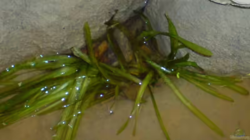 In die Pflanzmulden der betonierten Bodenscheibe kam der Reihe nach: Sand, Wasserschraube, von timme (16)