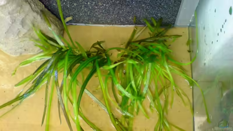 In die Pflanzmulden der betonierten Bodenscheibe kam der Reihe nach: Sand, Wasserschraube, von timme (17)