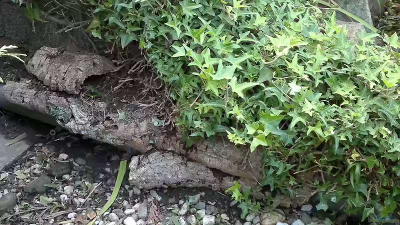 In diesem Bild sind die Filterrückläufe versteckt - finde sie.... von Sambia (38)