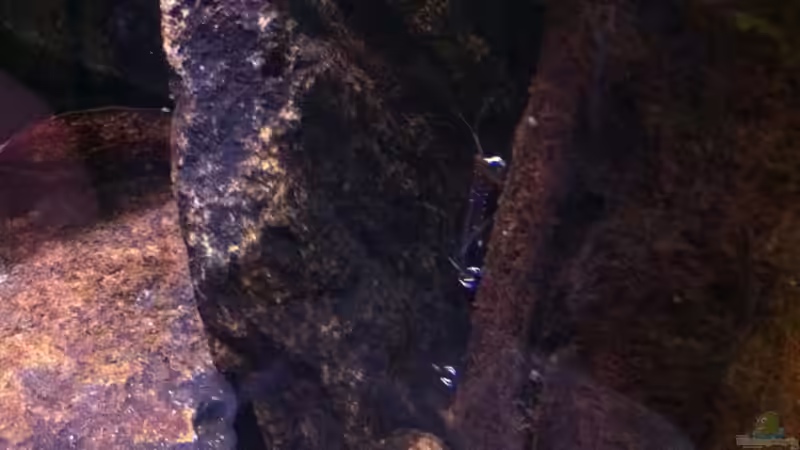 In einer Reihe  von Exotist (13)