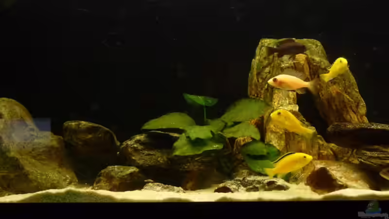 in einer reihe von malawimimi (9)