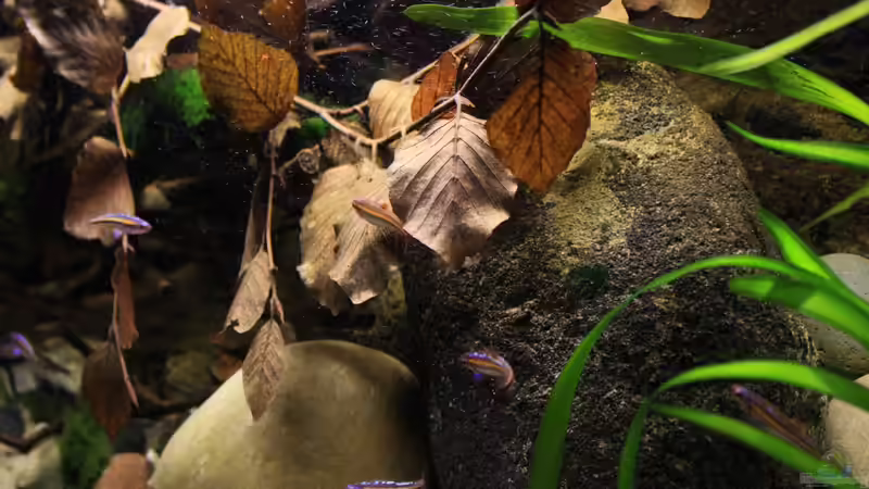 In einer Welt aus kühlen Bergflüssen und Bächen von Florian Bandhauer (35)