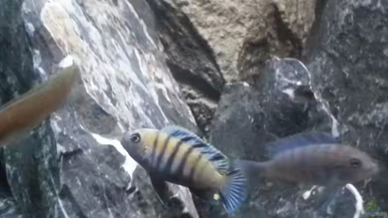 in Imponierhaltung von tripledad (23)