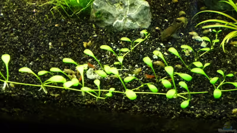 In meinem Becken geschlüpfte Junggarnelen von Thomas Sprenger (12)