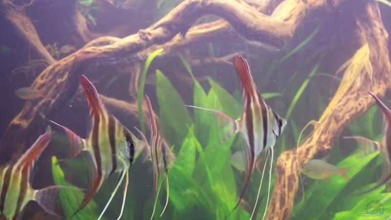 in natura (28.12.07) von Richard Gärtner (4)