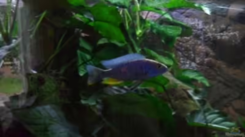 in neuem Glanz von delphin (10)