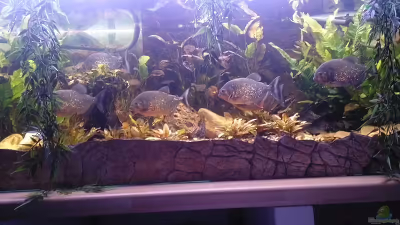 In Reih und Glied von Serrasalmus nattereri (6)