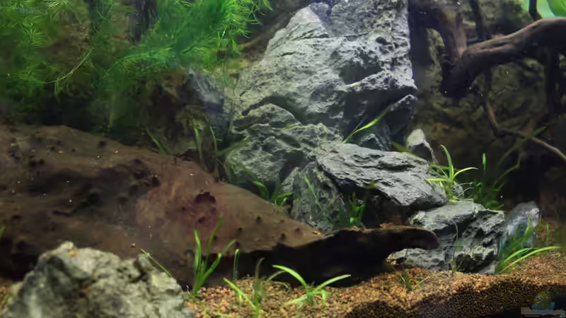 in Richtung rechte Seite, hier noch mit wenig Bepflanzung... von Falk (15)