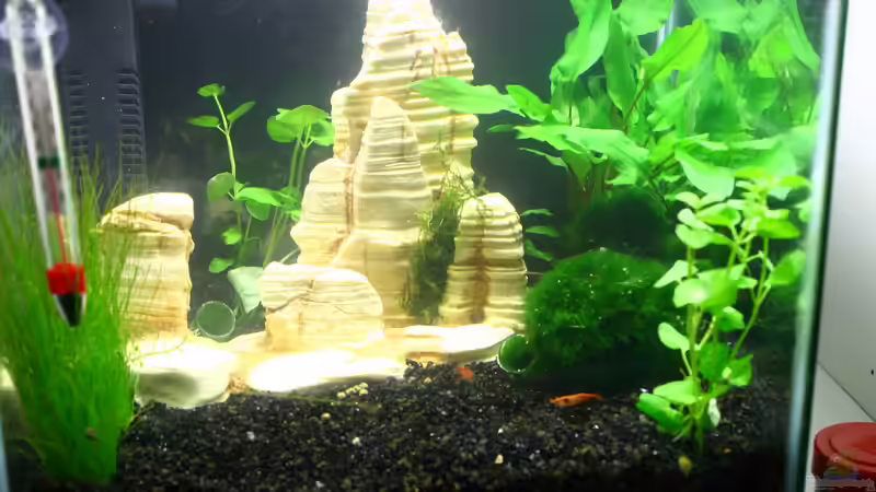 in seiner ganzen Farblichen Pracht von tobsen (2)