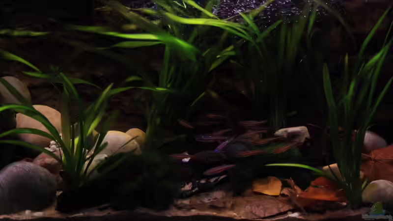 In the Darkness von Florian Bandhauer (12)