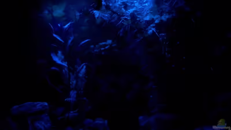 in the moonlight shadow... von KidVicious (6)