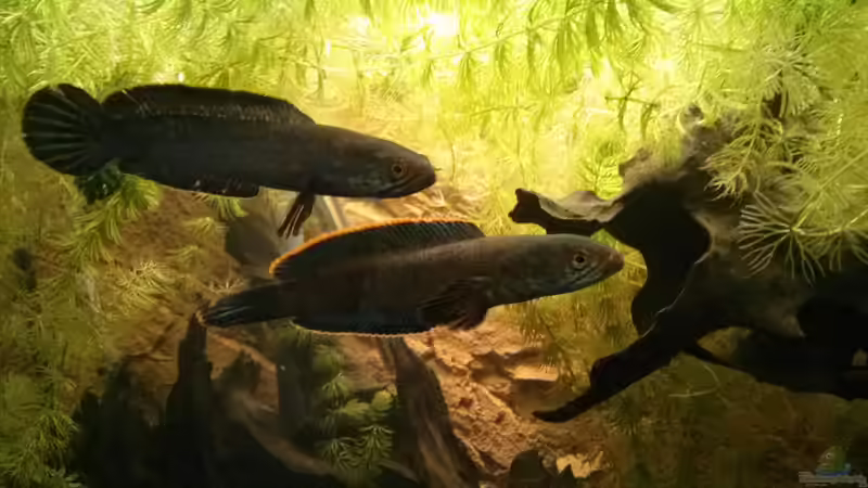 In trügerischer Harmonie nachdem das Becken wieder Aufklarte von AquaTobi90 (83)