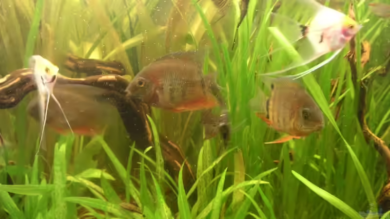 In voller Harmonie von Thomas Schlechter (18)