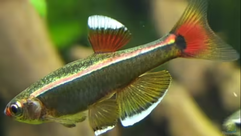 In voller Pracht von axolotl (45)