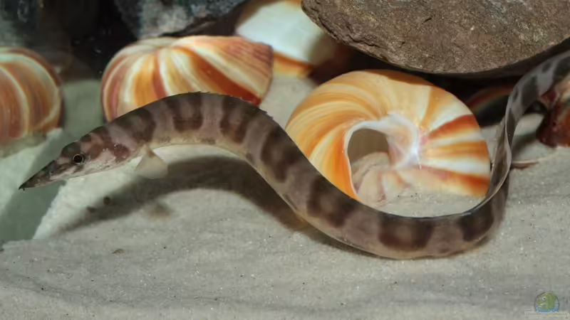 In voller Pracht von Koehler (64)