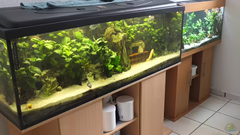 Inais Aquarien von Taiwanese Inai (1)