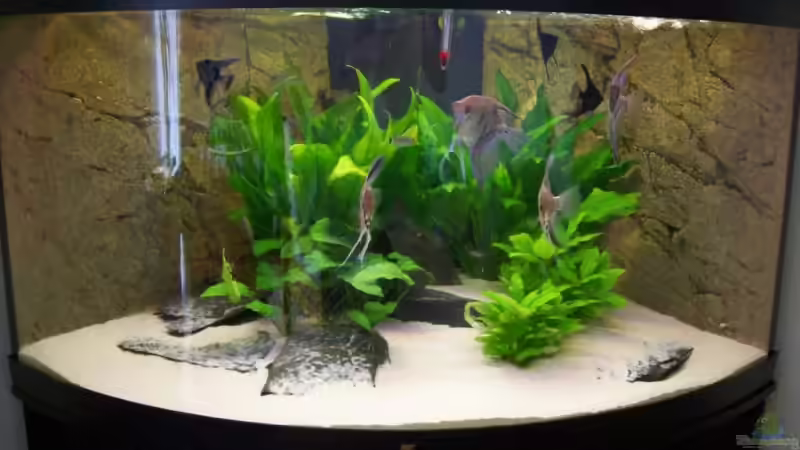 Inbetriebnahme im Aug.08 - damals noch mit Skalaren von Alamo (6)