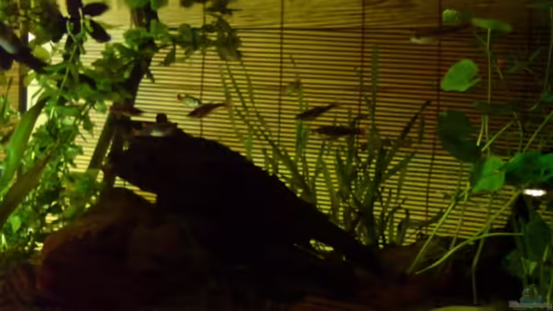 Inderektes Licht u. ein paar Pflanzen von elmo (4)